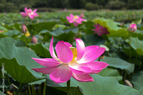 Pink lotus flower on green background in the park 