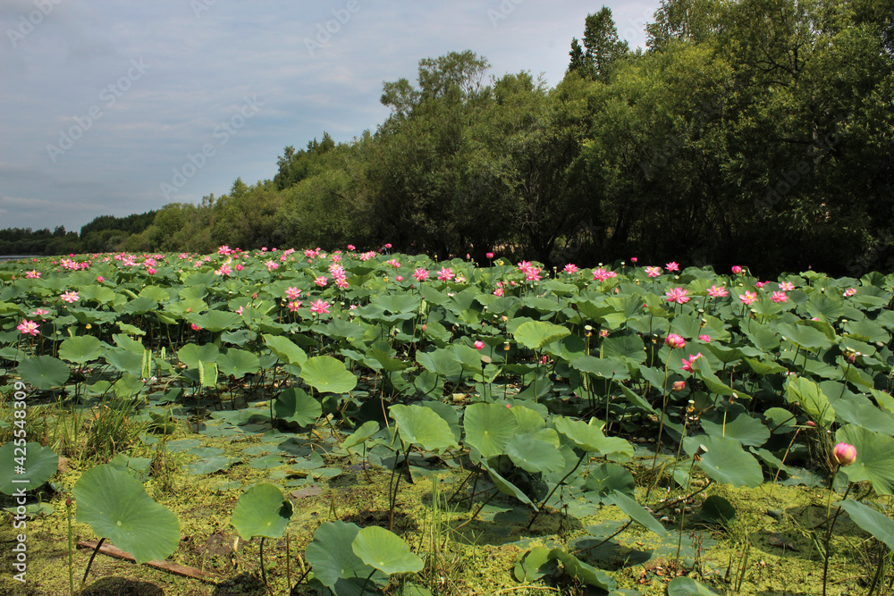 Pink lotus flower on green background in the park