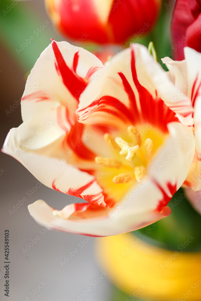 A bunch of tulips on the window. Still life with colorful tulip flowers bouquet  on window sill