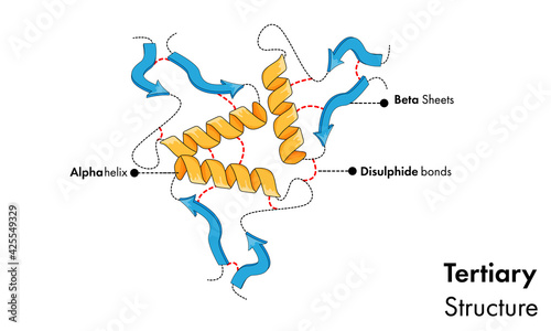 illustration of tertiary structure of Protein.