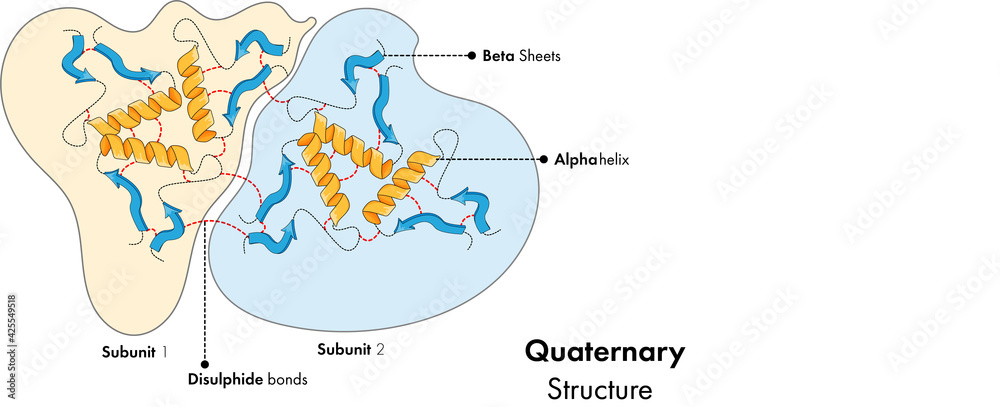 illustration of Quaternary Structure of protein.