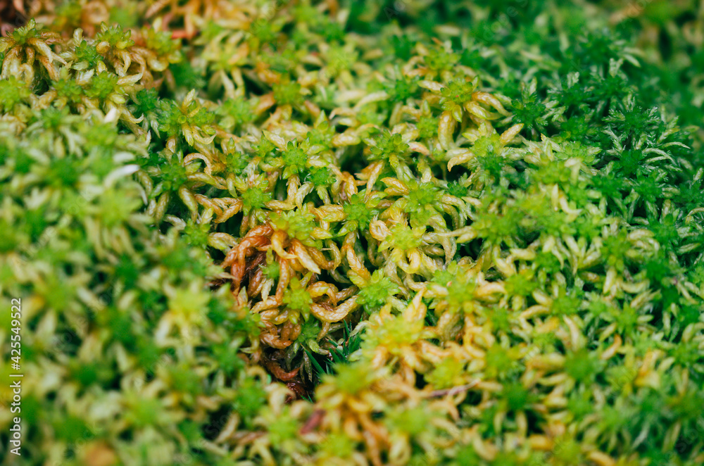 Moss texture. Moss background. Moss texture. Moss background.