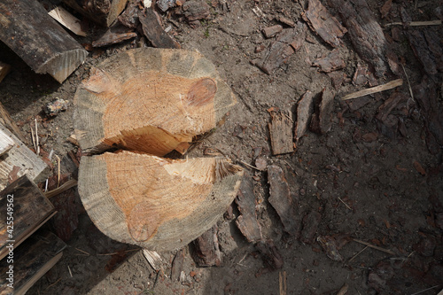 chopped log on the ground, top view image