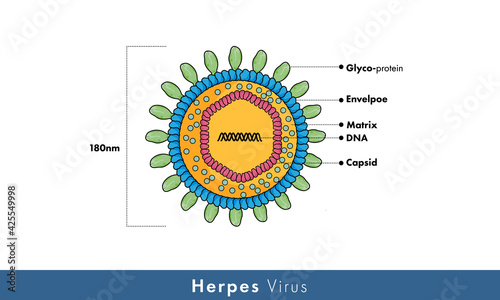 illustration of herpes virus structure. 