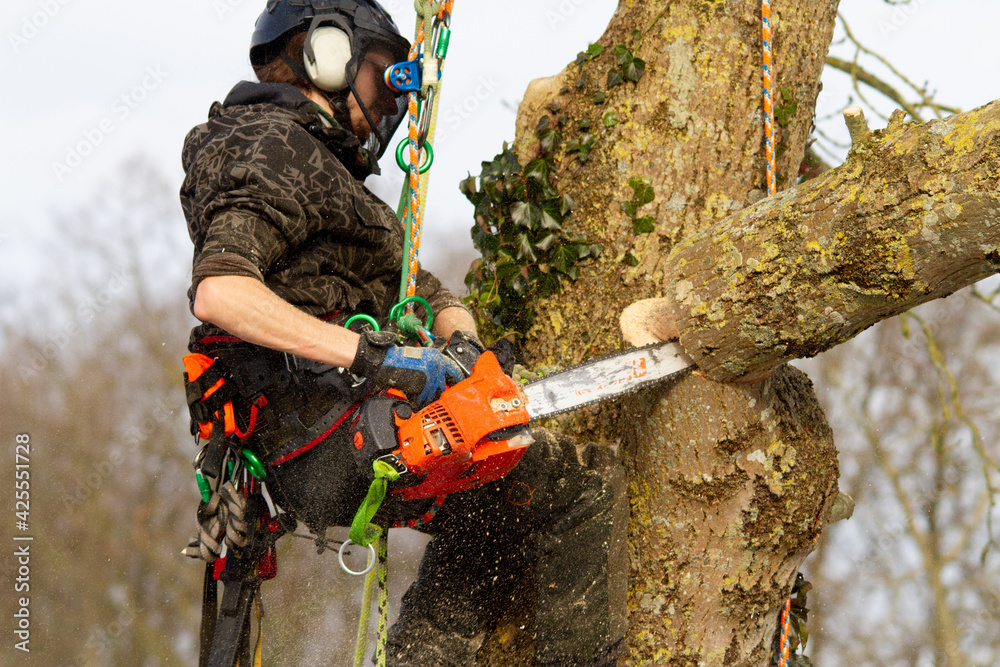 Tree climber cutting a branch Tree climber cutting a branch