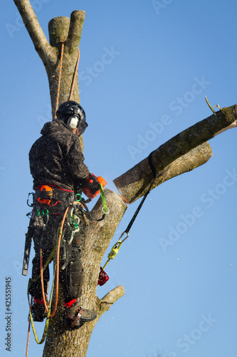 Tree climber cutting a huge branch © tinivuel