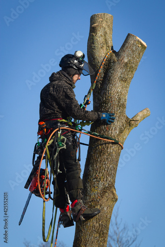 Tree climber © tinivuel