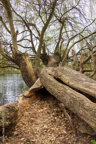 Baum im Wasser