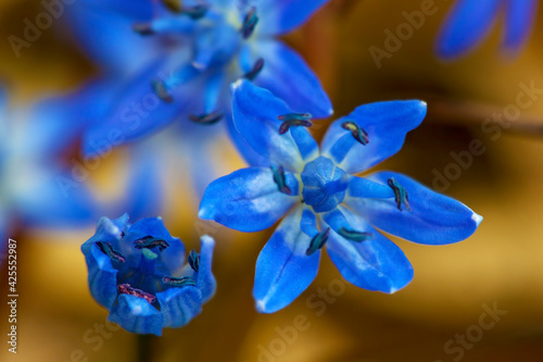 Scilla bifolia, the alpine squill blue flower in early spring, macro photo photo