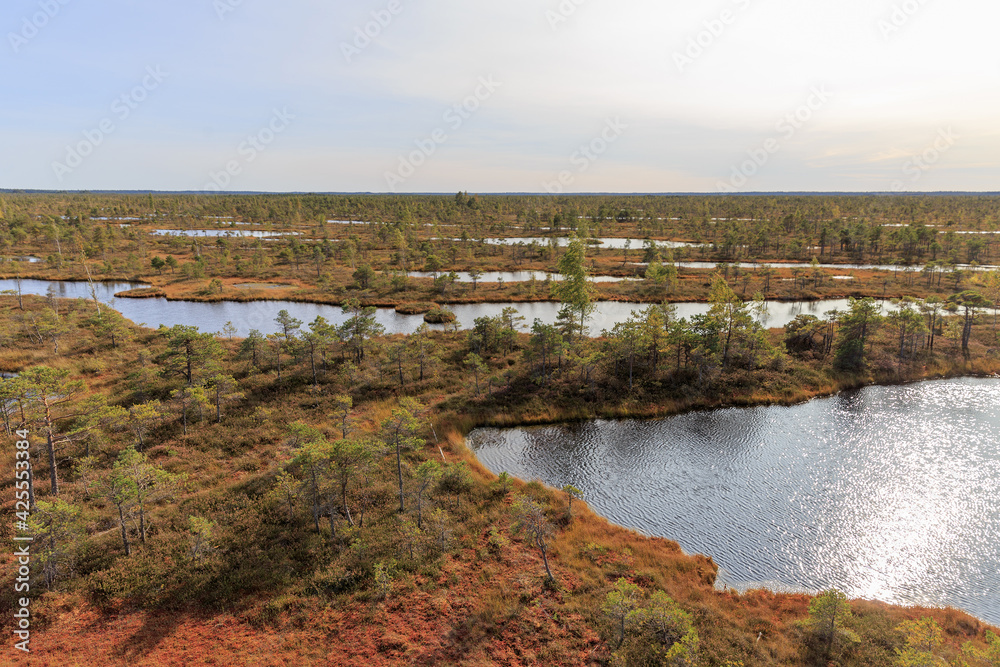 Big swamp wetlands Kemeri national park, Latvia. Travel concept