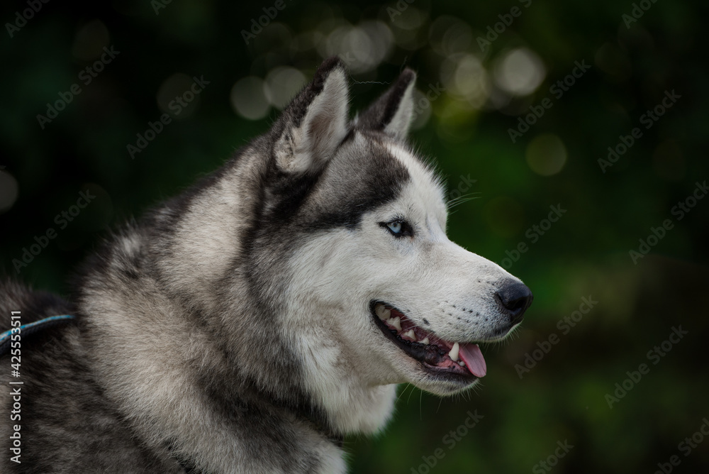 Husky portrait