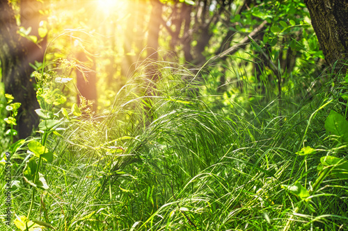 Beautiful nature, grass in forest (woods) lit by sun rays