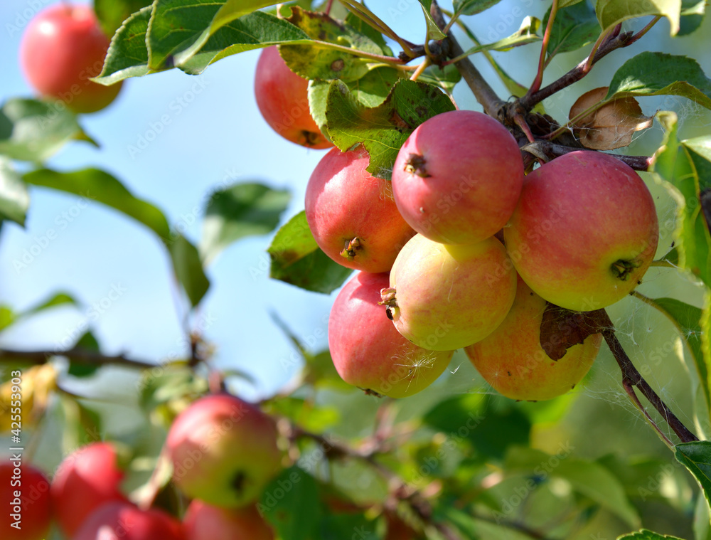 Obraz premium Red ripe apples on apple tree branches