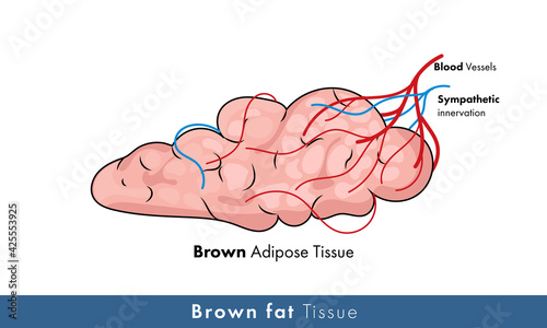 illustration of human brown adipose tissue with blood vessel and nerves. 