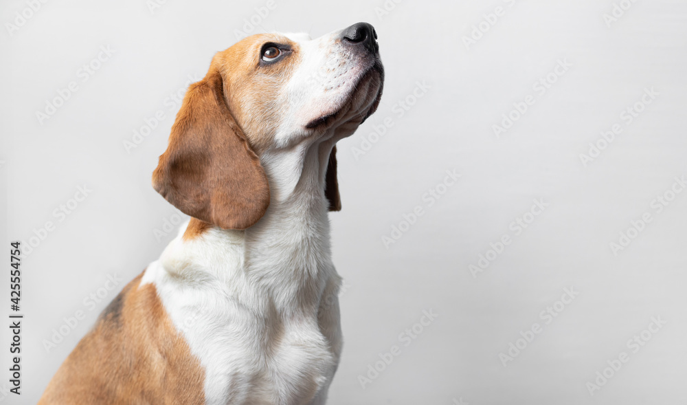 Portrait of a sweet adorable beagle dog on a bright gray background. Breed of small hounds. English tricolor beagle. Happy pet dog studio shot. Cute serious adult beagle