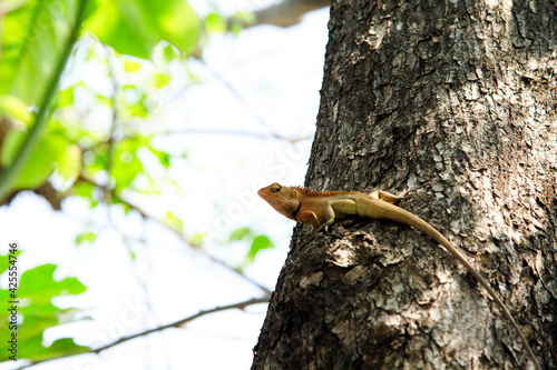Fotografija Lizards are looking for food, especially insects, worms on tall trees and be careful when enemies around in nature