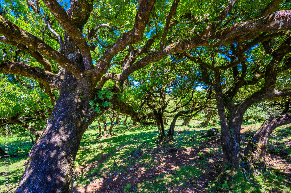 Laurasilva tree forest - Vereda of Fanal, PR13, Paul da Serra, Seixal - Madeira, Portugal Laurasilva tree forest - Vereda of Fanal, PR13, Paul da Serra, Seixal - Madeira, Portugal