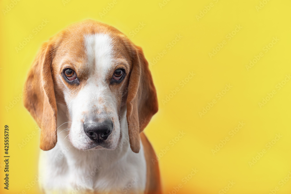 Portrait of a sweet adorable beagle dog on a bright yellow background. Breed of small hounds. English tricolor beagle. Happy pet dog studio shot. Cute serious adult beagle
