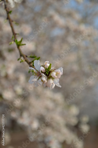 tree blossom