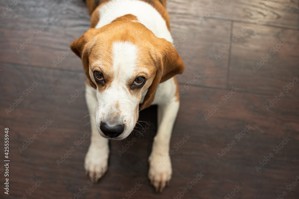 Portrait of a sweet adorable beagle dog on a dark brown background. Breed of small hounds. English tricolor beagle. Happy pet dog indoor shot. Cute serious adult beagle