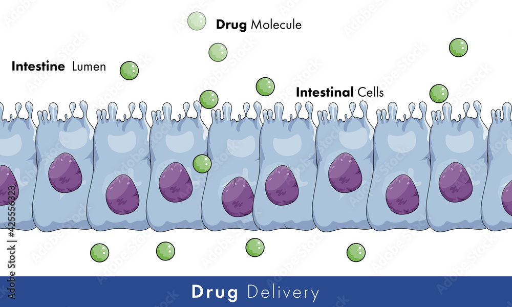 Illustration of drug absorption by intestinal epithelial cells. - obrazy, fototapety, plakaty 