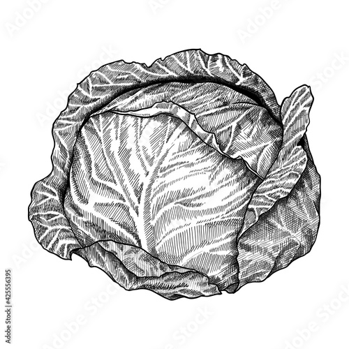 Cabbage head isolated on a white background. Нand drawn vector illustration.