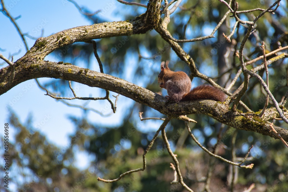 Obraz premium Red Squirrel sitting with a nut on the branch of a tree in Zurich, Switzerland