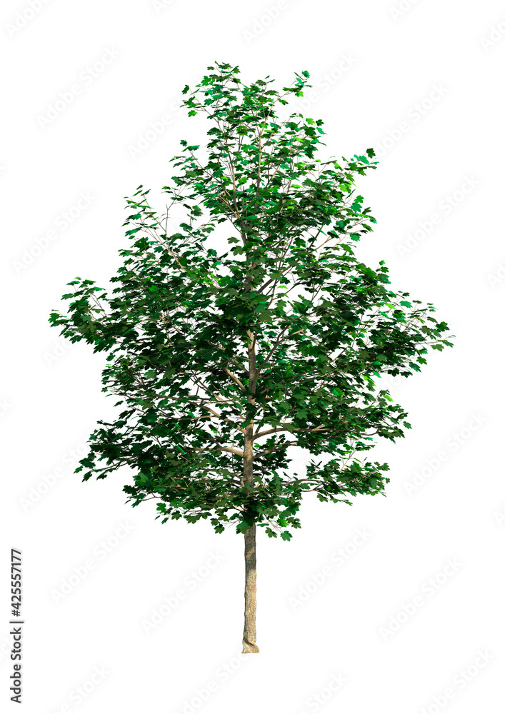 3D Rendering Sycamore Tree on White