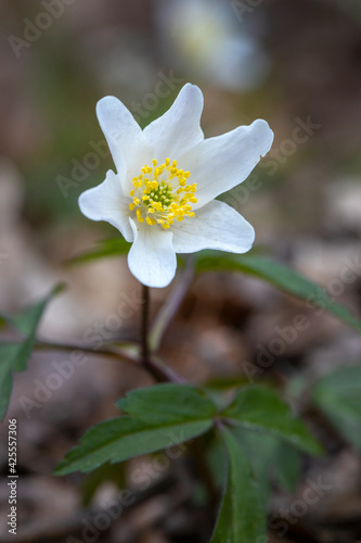 Fototapeta Naklejka Na Ścianę i Meble -  Wood anemone. Grove wildflower. Bos anemoon. Forest. Spring. Rheebruggen Uffelte Drenthe Netherlands.
