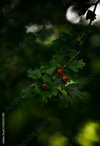 Red hawthorn berries with a dark background.