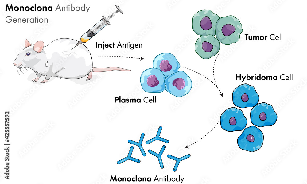 Hybridoma technology of monoclonal antibody production illustration. 素材 ...
