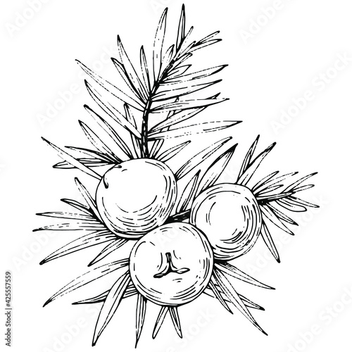 Juniper vector drawing. Isolated vintage illustration of berry on branch. Organic essential oil engraved style sketch. Beauty and spa, cosmetic ingredient. Great for label, poster, flyer, packaging