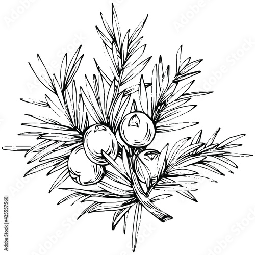 Juniper vector drawing. Isolated vintage illustration of berry on branch. Organic essential oil engraved style sketch. Beauty and spa, cosmetic ingredient. Great for label, poster, flyer, packaging