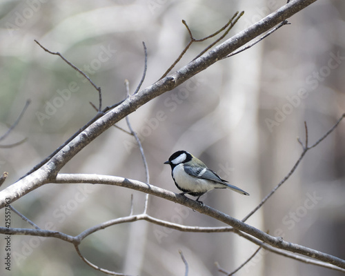 Tablou pe pânză 枝に止まっているシジュウカラ（Japanese tit perching on a branch）