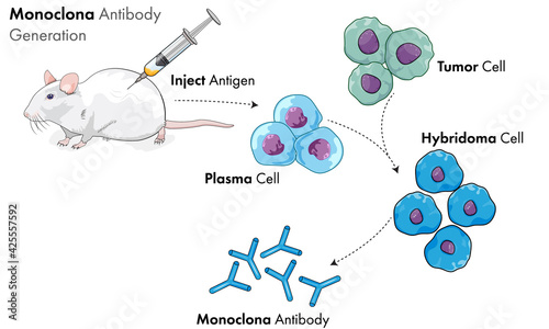 Hybridoma technology of monoclonal antibody production illustration. 