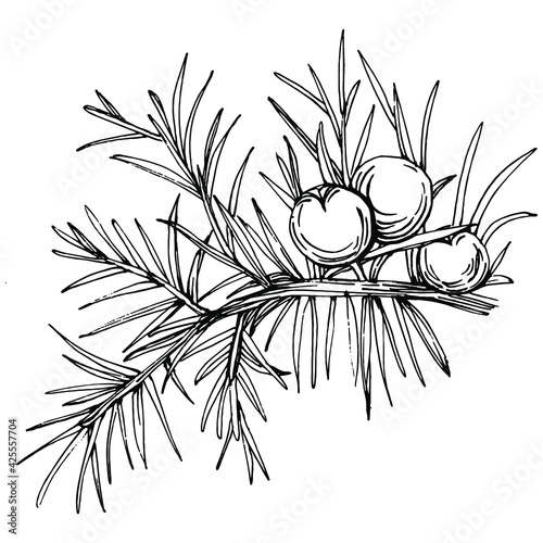 Juniper vector drawing. Isolated vintage illustration of berry on branch. Organic essential oil engraved style sketch. Beauty and spa, cosmetic ingredient. Great for label, poster, flyer, packaging