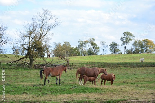 Horses on a farm field © Vito Natale NJ USA