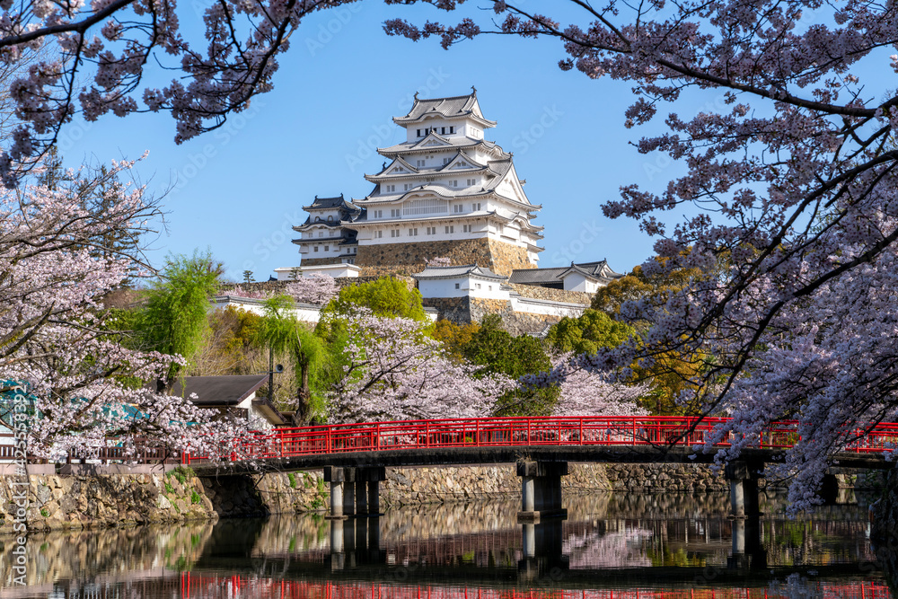 [兵庫県]春の姫路城天守閣と桜