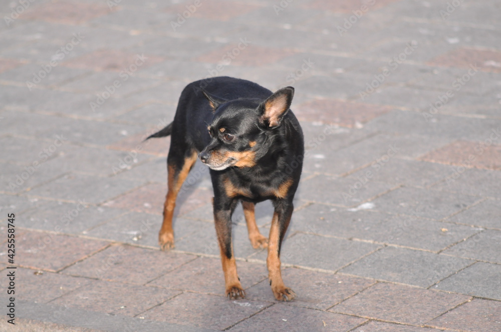 Russian Toy Terrier Looks Into the Distance Russian Toy Terrier Looks Into the Distance