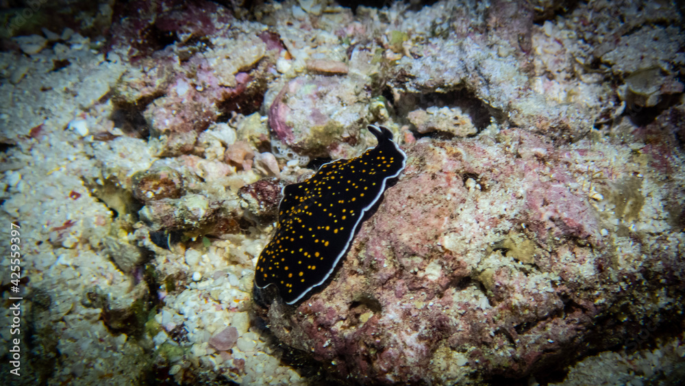 Underwater photography of a liveaboard diving trip in the Red Sea (Egypt) Underwater photography of a liveaboard diving trip in the Red Sea (Egypt)