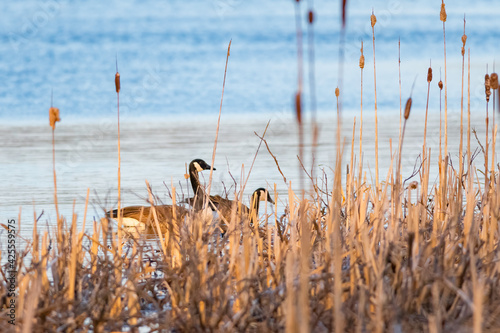 Canada Geese swimming in pond at sunset