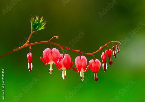 Blooming dicentra spectabilis, in the garden