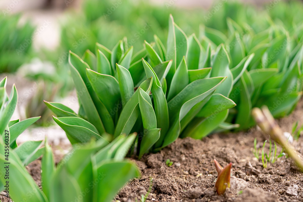 Home garden care concept. The soil was sprinkled with a hall as fertilizer, so that young tulips would grow better. Home garden care concept. The soil was sprinkled with a hall as fertilizer, so that young tulips would grow better.