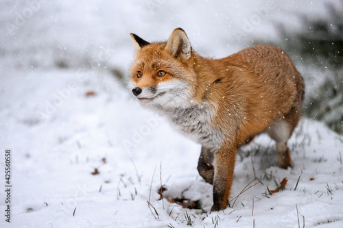 The rusty fox is happy with the fallen snow