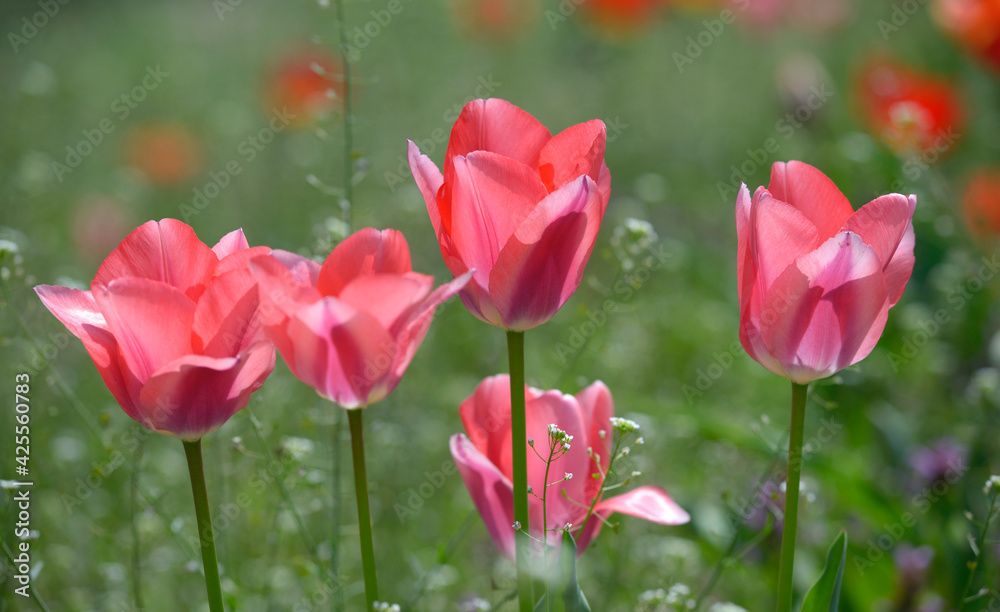 Pink tulips growing on the lawn in front of a blurred background Pink tulips growing on the lawn in front of a blurred background