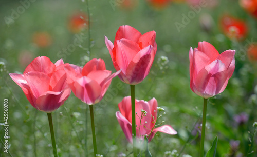 Pink tulips growing on the lawn in front of a blurred background © Yurii Zushchyk