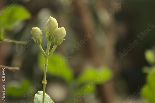 The jasmine bouquet is not yet blooming, the focus is on the jasmine bouquet. On the left side of the picture.