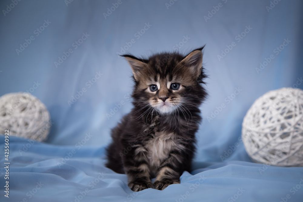 Cute little kitten sitting on a blue bedspread. Fluffy kitty posing next to large white balloons. Beautiful pet with black color