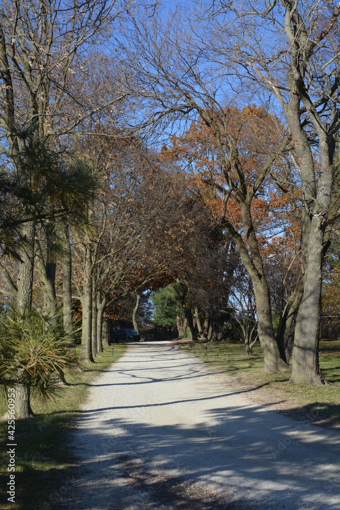 autumn in the park