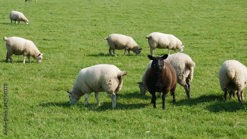 A black sheep alone in a field of white sheep